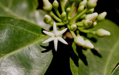 Muira puama (Ptychopetalum olacoides) Muira puama (Ptychopetalum olacoides)